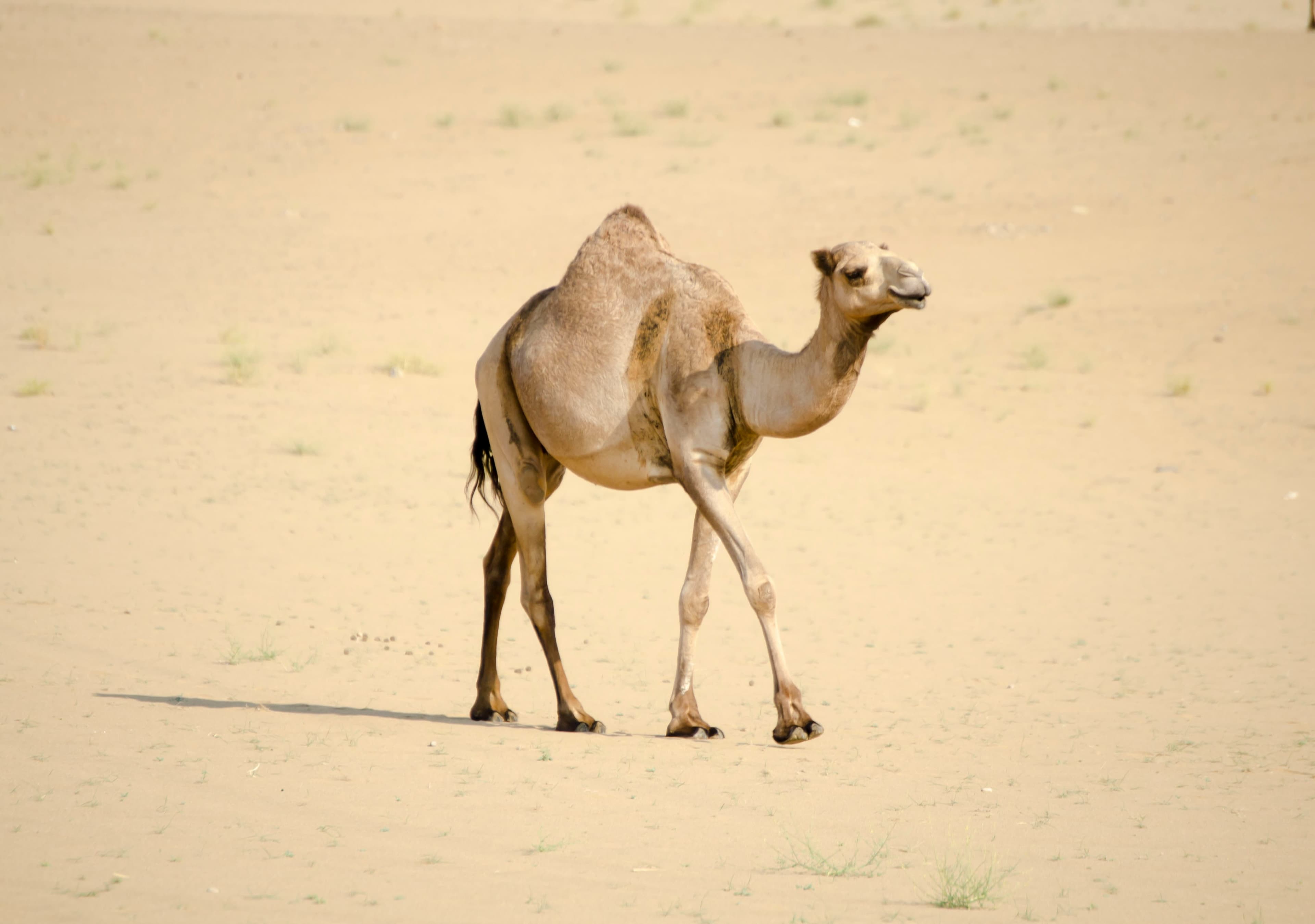 Camel